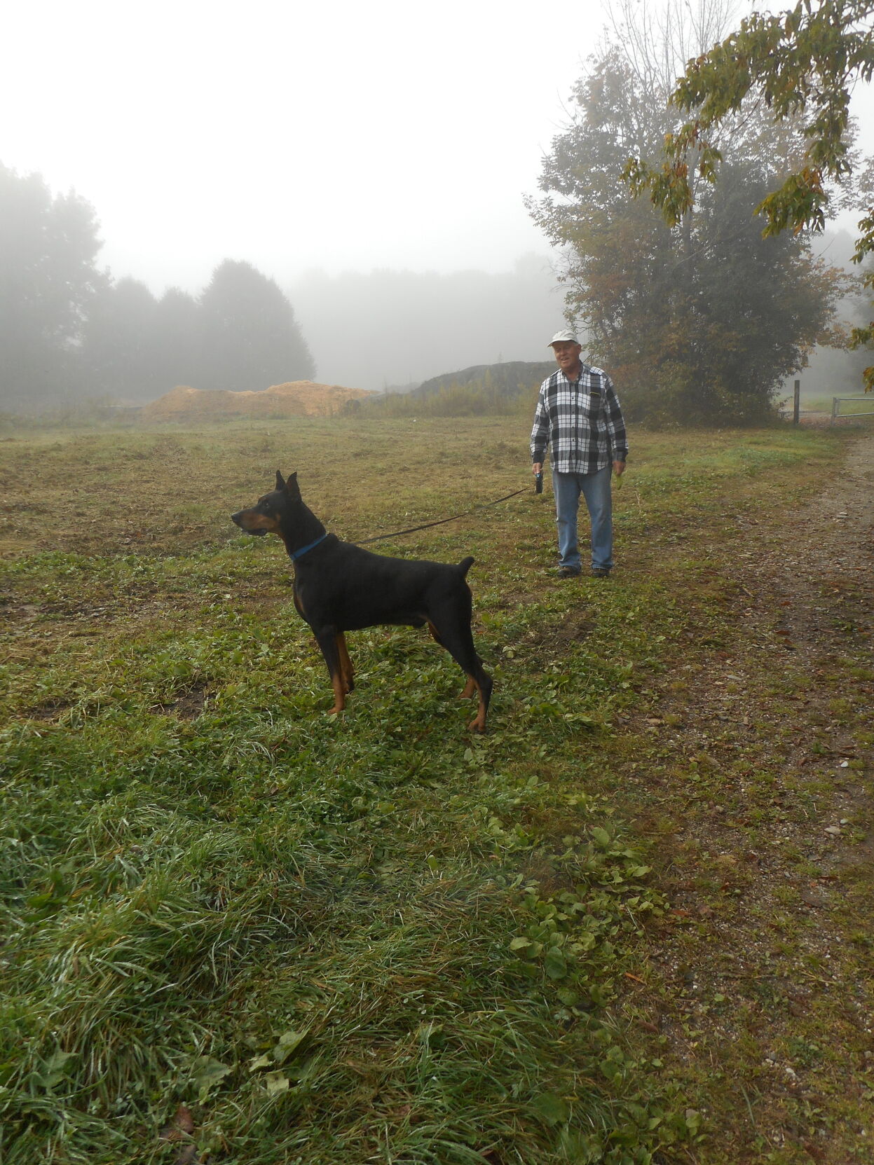 A dog at springside park